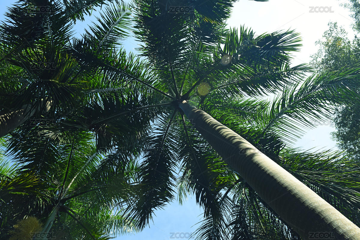 根系發(fā)達的大王椰（主預覽-4315407） - 未分類 - 站酷設計師羊圈有青草原創(chuàng)素材 - 站酷ZCOOL
