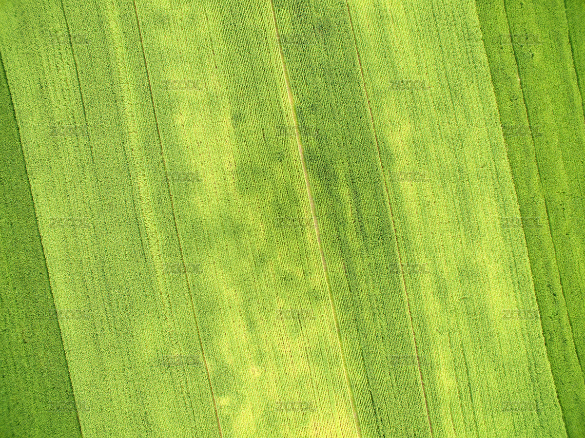 田野（主預(yù)覽-2928183） - 未分類(lèi) - 站酷設(shè)計(jì)師花花野狼原創(chuàng)素材 - 站酷ZCOOL