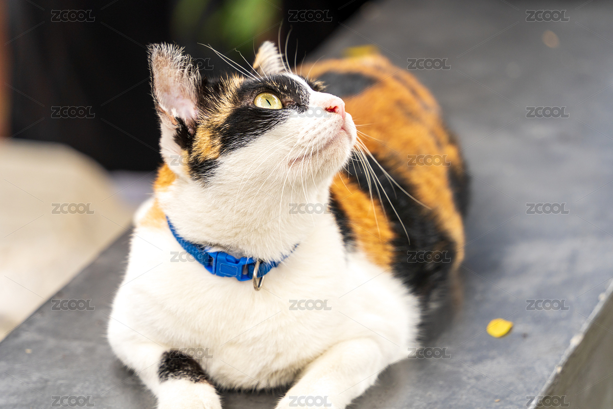 一只戴著藍色項圈的花貓（主預(yù)覽-11775528） - 未分類 - 站酷設(shè)計師STC炳權(quán)原創(chuàng)素材 - 站酷ZCOOL