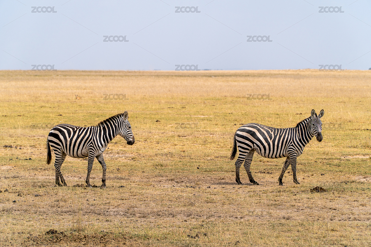 非洲肯尼亞草原兩只斑馬行走（主預(yù)覽-4384041） - 未分類 - 站酷設(shè)計(jì)師CcccCccc1005原創(chuàng)素材 - 站酷ZCOOL