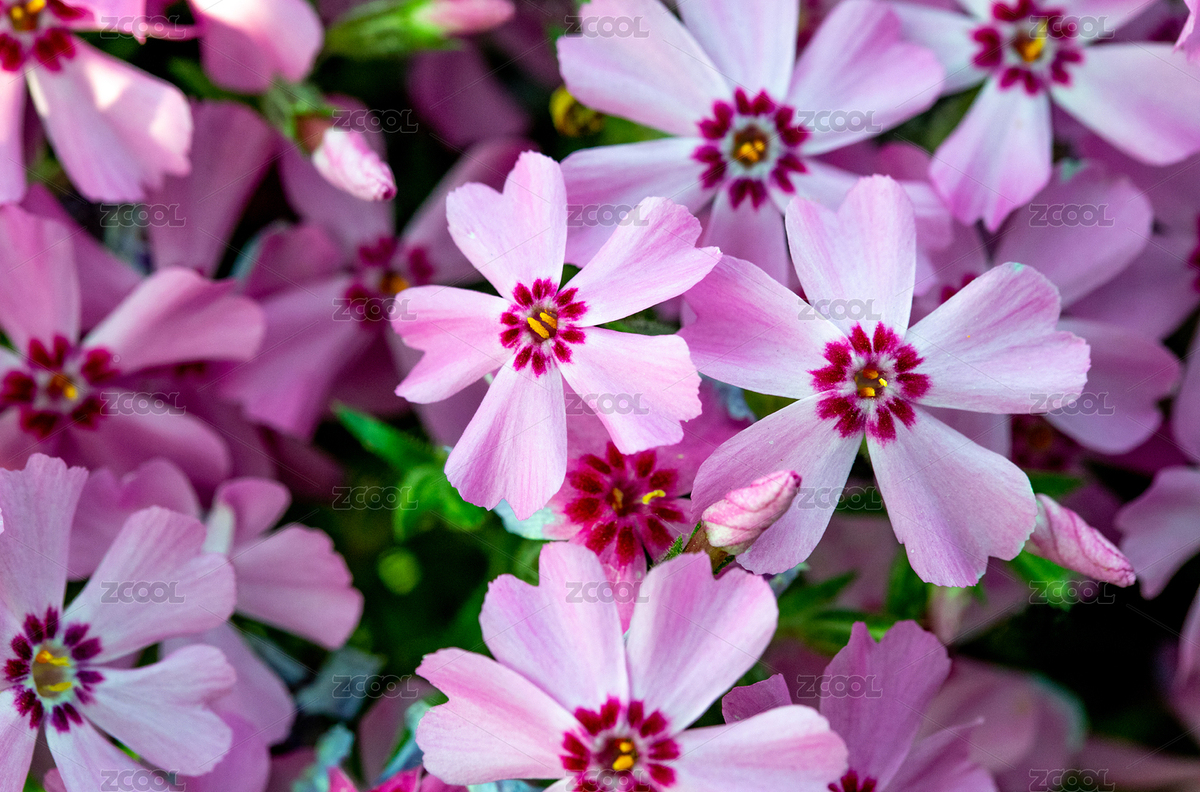 夏天盛開的天藍(lán)繡球花（主預(yù)覽-7548993） - 未分類 - 站酷設(shè)計師夜晴空原創(chuàng)素材 - 站酷ZCOOL