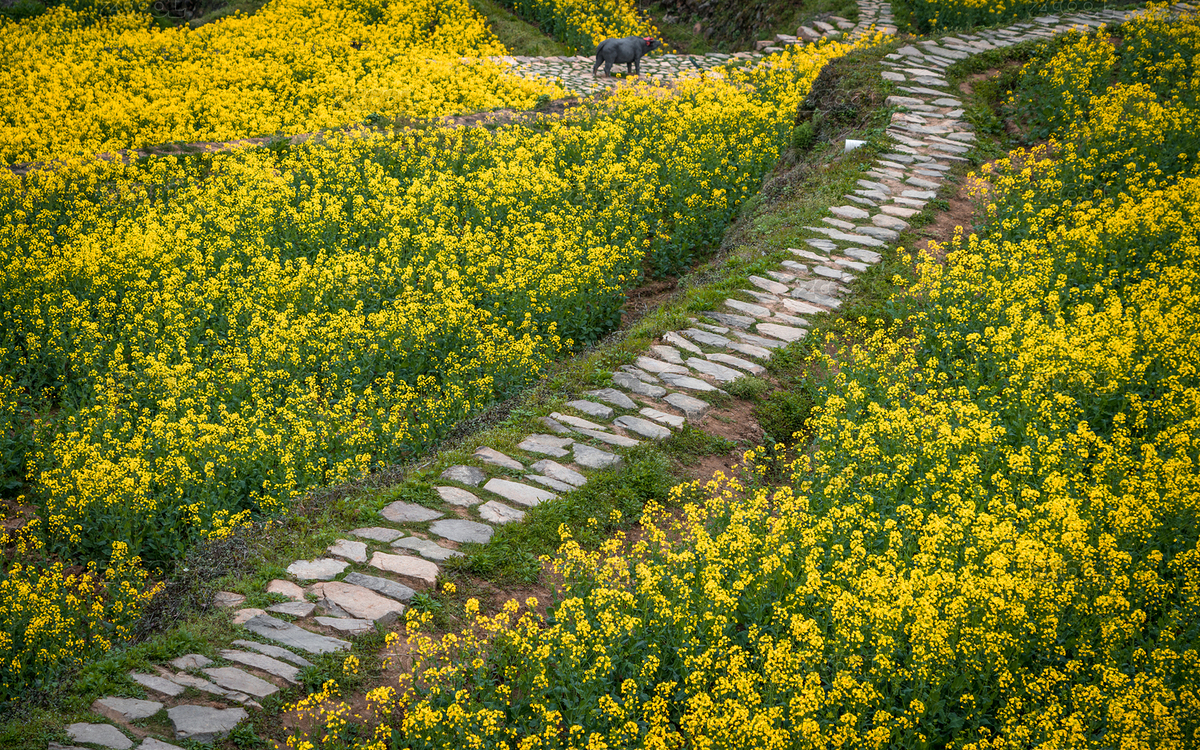 鄉(xiāng)村油菜花農(nóng)田和鄉(xiāng)間小路（主預(yù)覽-7428108） - 未分類(lèi) - 站酷設(shè)計(jì)師gelinxd原創(chuàng)素材 - 站酷ZCOOL