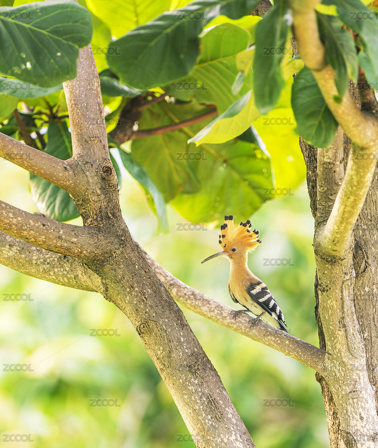 以色列國鳥戴勝（主預(yù)覽-5434899） - 未分類 - 站酷設(shè)計(jì)師大史先生原創(chuàng)素材 - 站酷ZCOOL