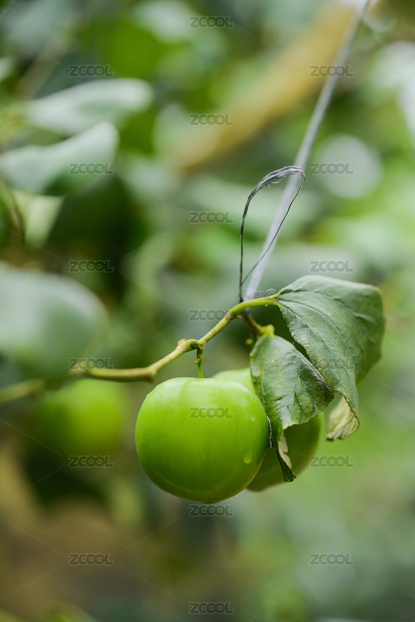 枝頭的牛奶棗（主預(yù)覽-8493046） - 未分類 - 站酷設(shè)計(jì)師熊小貓01原創(chuàng)素材 - 站酷ZCOOL