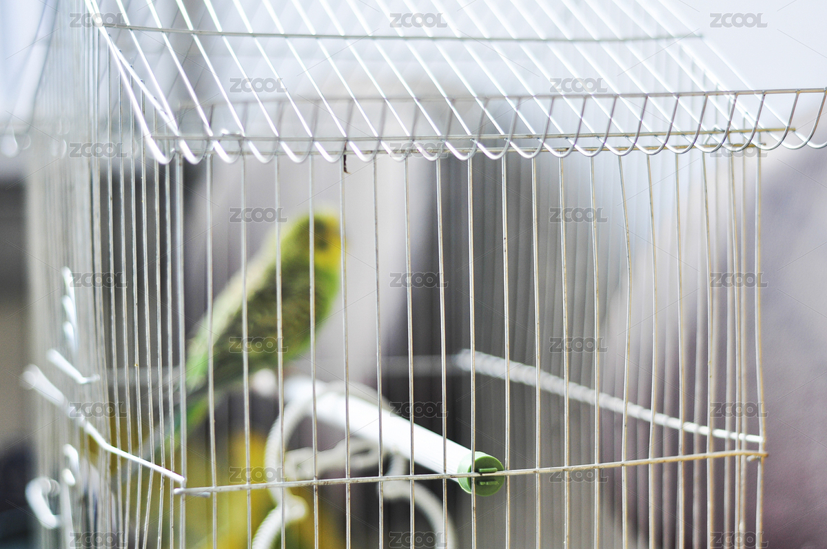 鸚鵡（主預(yù)覽-1163602） - 未分類 - 站酷設(shè)計師racin原創(chuàng)素材 - 站酷ZCOOL