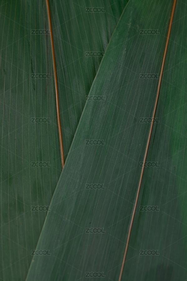 端午節(jié)粽子葉（主預(yù)覽-7453658） - 未分類 - 站酷設(shè)計(jì)師lihongcafa原創(chuàng)素材 - 站酷ZCOOL