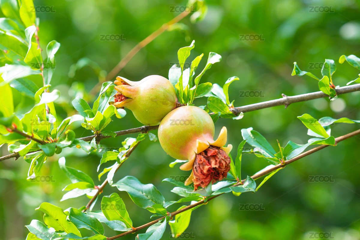 石榴樹紅石榴（主預(yù)覽-6468949） - 未分類 - 站酷設(shè)計(jì)師安147123原創(chuàng)素材 - 站酷ZCOOL