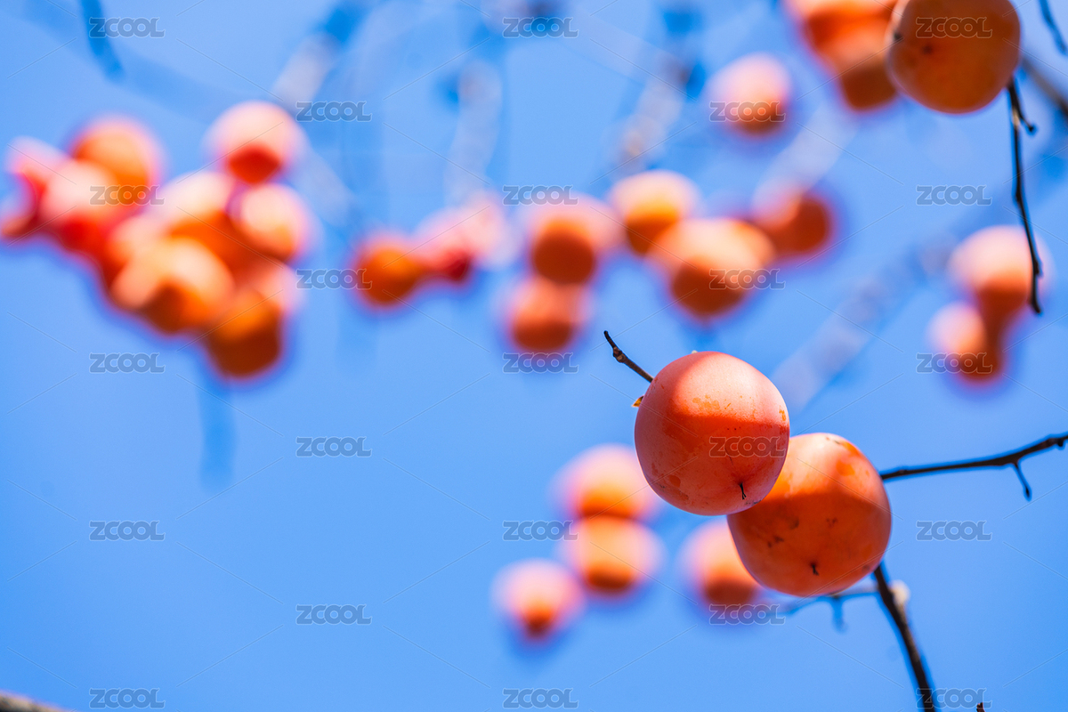 枝頭紅柿映藍(lán)天（主預(yù)覽-12693149） - 未分類(lèi) - 站酷設(shè)計(jì)師KM無(wú)線(xiàn)原創(chuàng)素材 - 站酷ZCOOL