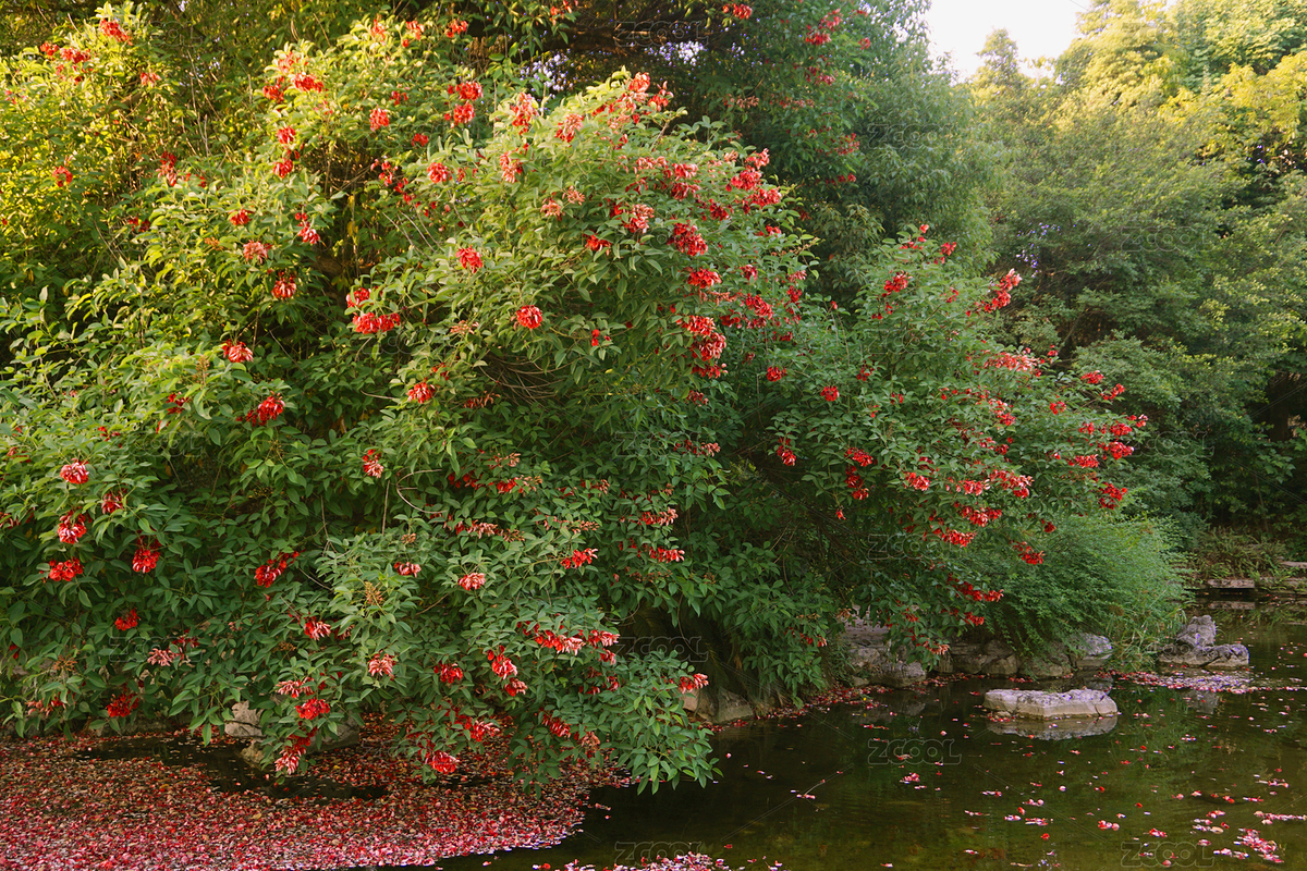 中國(guó)四川成城市園林園林綠化觀賞樹(shù)雞冠刺桐（主預(yù)覽-2578278） - 未分類(lèi) - 站酷設(shè)計(jì)師無(wú)題圖原創(chuàng)素材 - 站酷ZCOOL