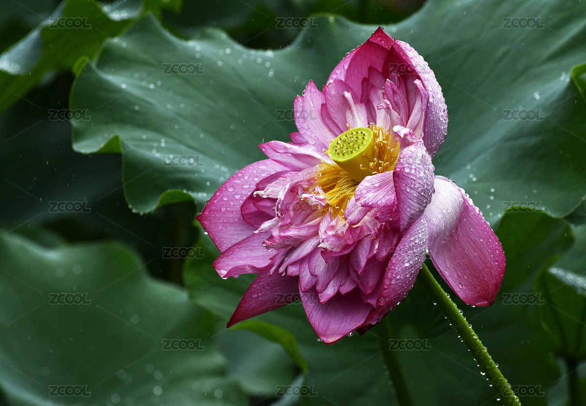 秋雨中的荷花（主預(yù)覽-11474492） - 未分類 - 站酷設(shè)計師lizongxian原創(chuàng)素材 - 站酷ZCOOL