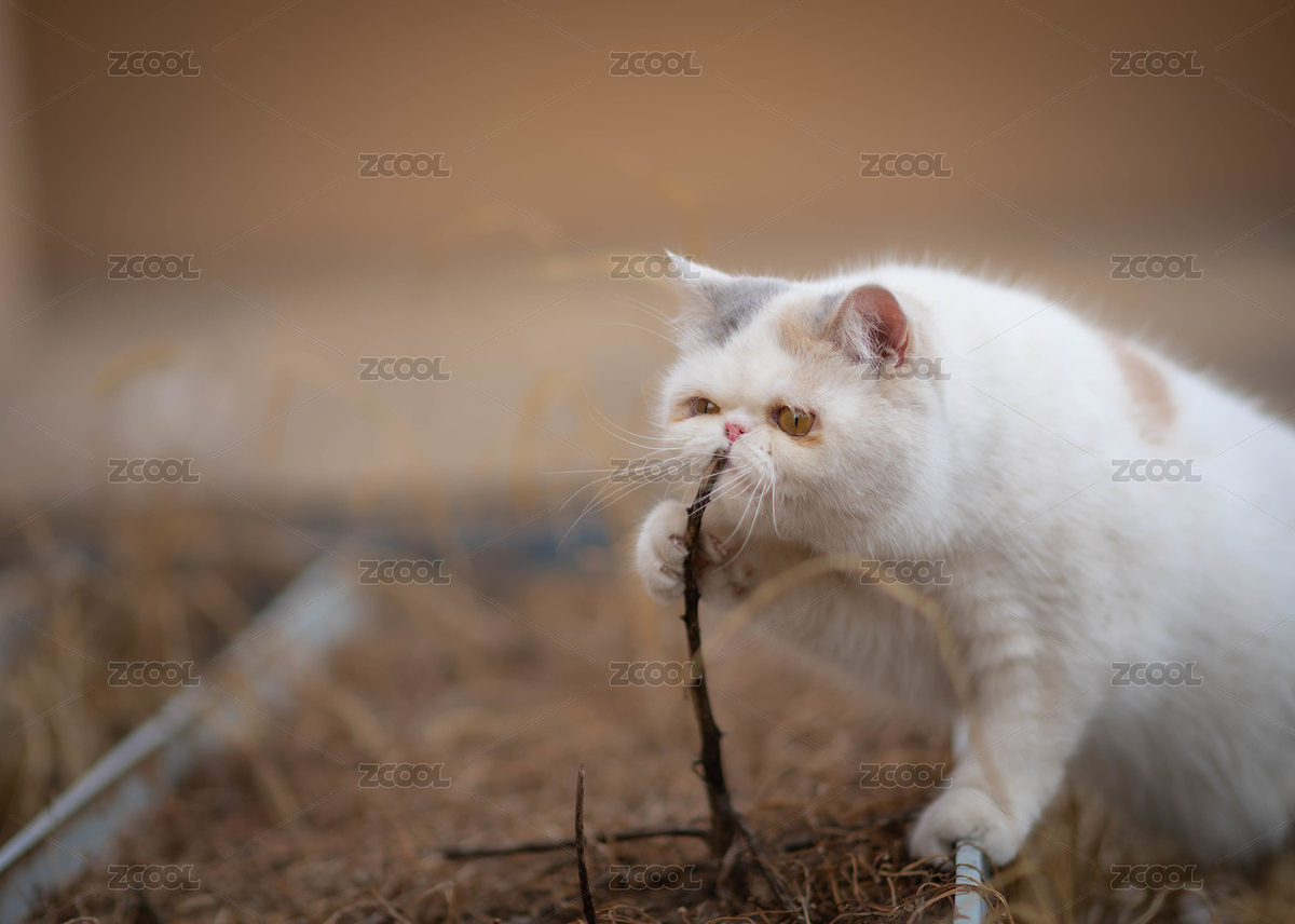 一只走在泥土地上的白色三花加菲猫正在吃着干树枝（主预览-3870283） - 未分类 - 站酷设计师Jeffrey1218原创素材 - 站酷ZCOOL