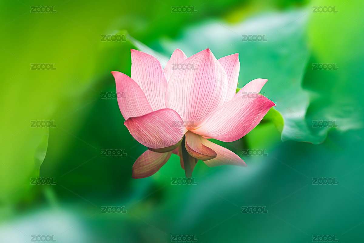 粉荷綻放（主預(yù)覽-11091883） - 未分類(lèi) - 站酷設(shè)計(jì)師羅丹青原創(chuàng)素材 - 站酷ZCOOL