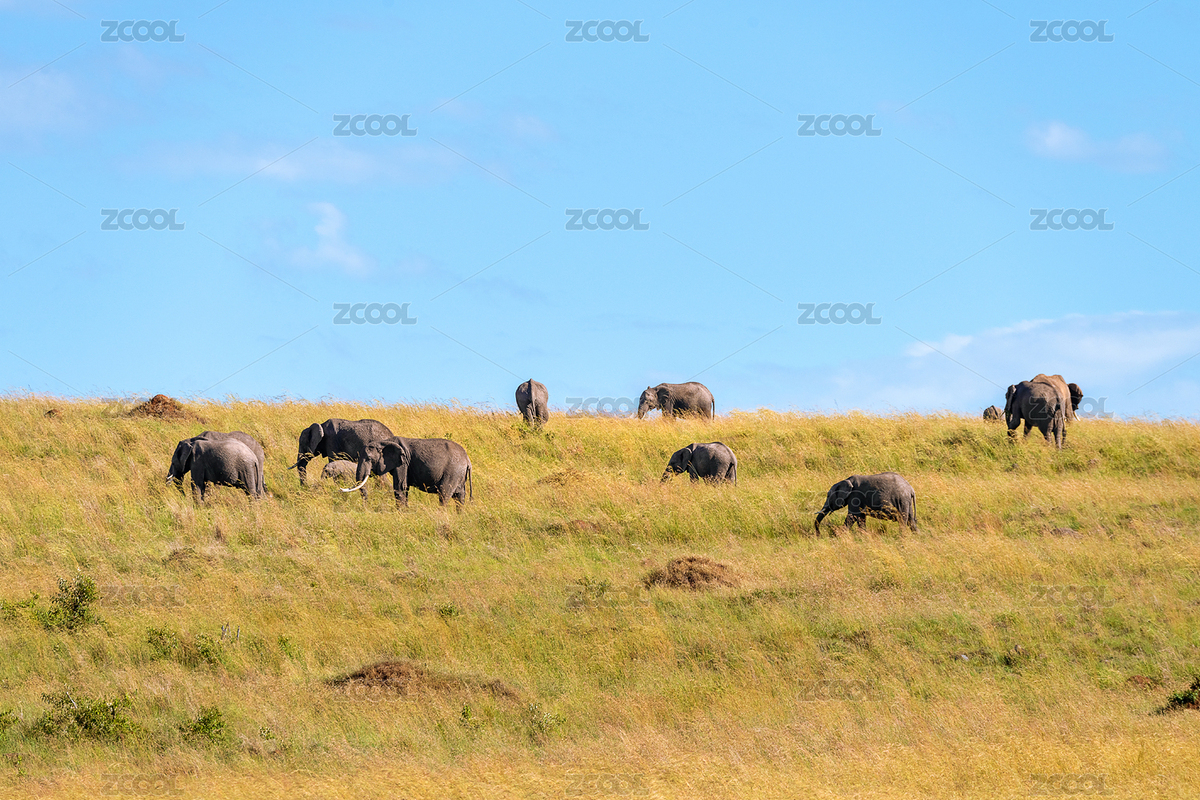 非洲草原上的野生象群出現(xiàn)在地平線上（主預(yù)覽-8119249） - 未分類 - 站酷設(shè)計(jì)師TaoTaoLi1989原創(chuàng)素材 - 站酷ZCOOL