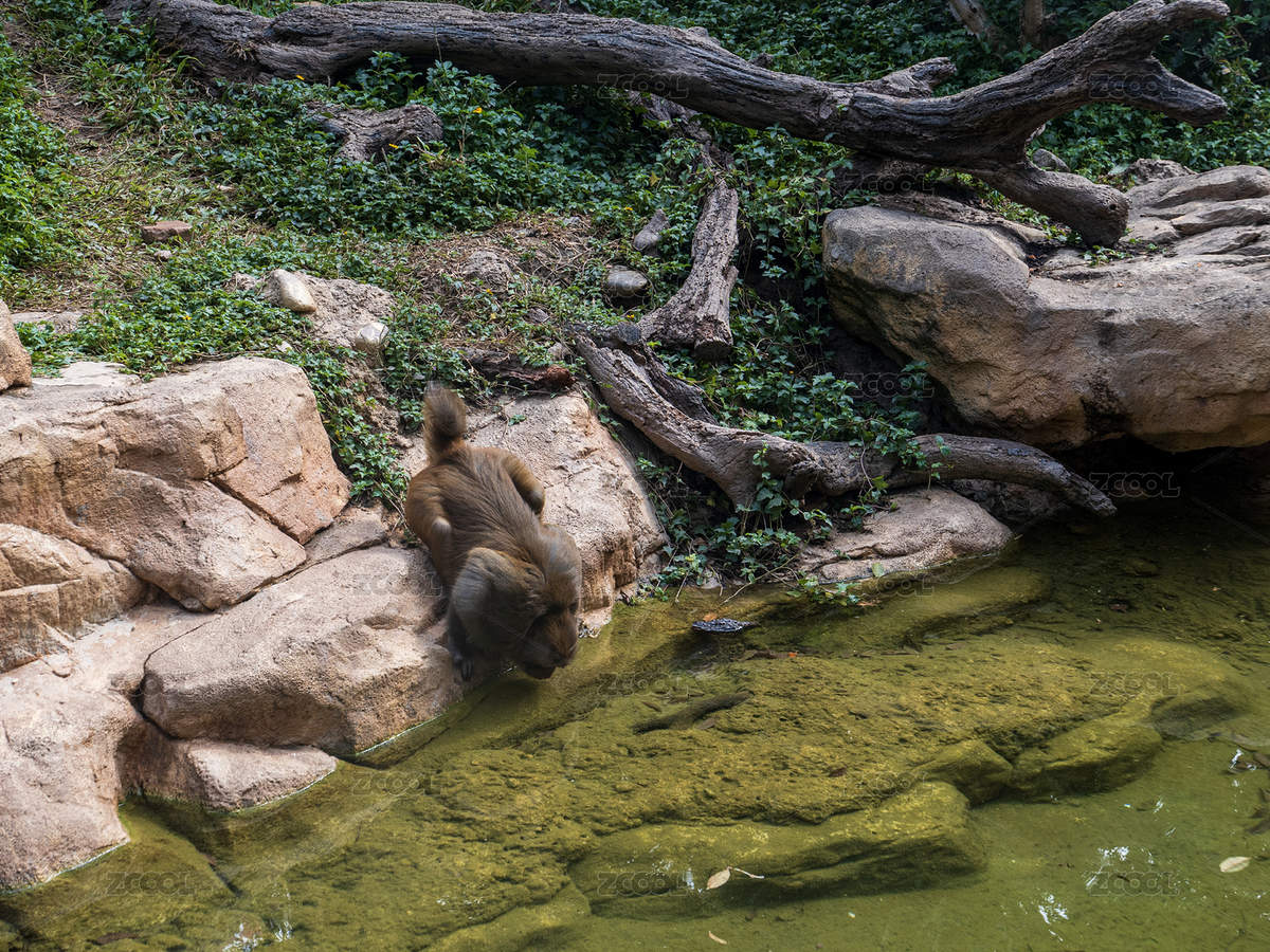 中國廣州長隆野生動物園的猴子（主預(yù)覽-12616072） - 未分類 - 站酷設(shè)計師mika_daniel原創(chuàng)素材 - 站酷ZCOOL