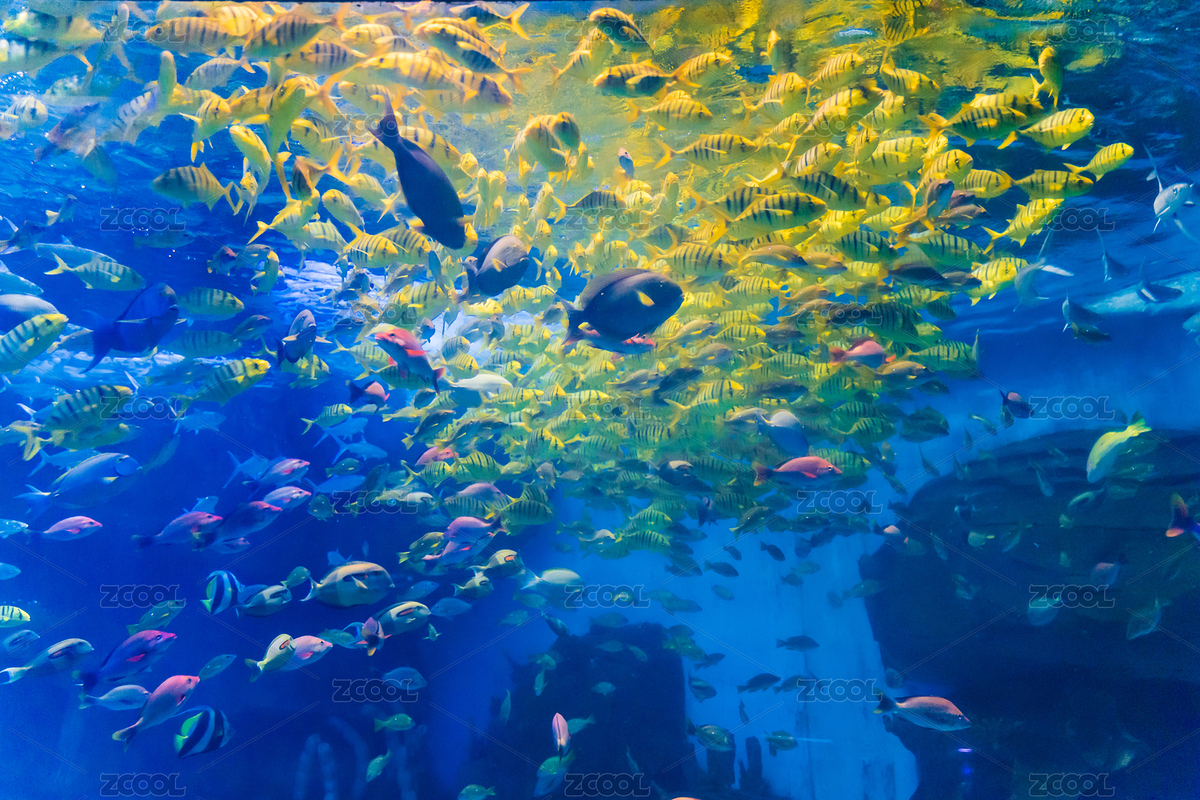 海洋馆的鱼缸中成群的热带鱼（主预览-5127748） - 未分类 - 站酷设计师拾海月原创素材 - 站酷ZCOOL
