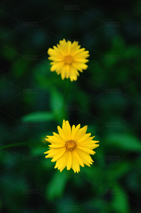 大花金鸡菊（主预览-4322318） - 未分类 - 站酷设计师墨枫原创素材 - 站酷ZCOOL