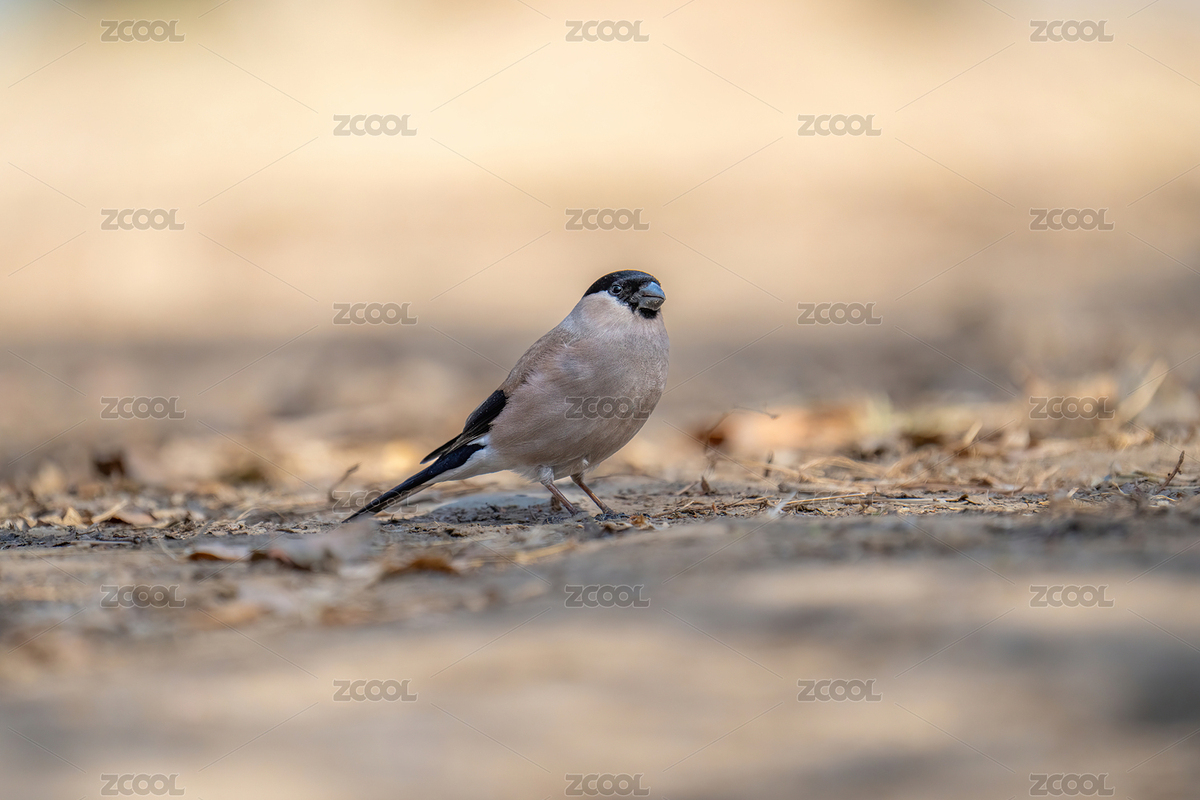 國家植物園草地上的紅腹灰雀（主預覽-2752245） - 未分類 - 站酷設計師新手羅原創(chuàng)素材 - 站酷ZCOOL