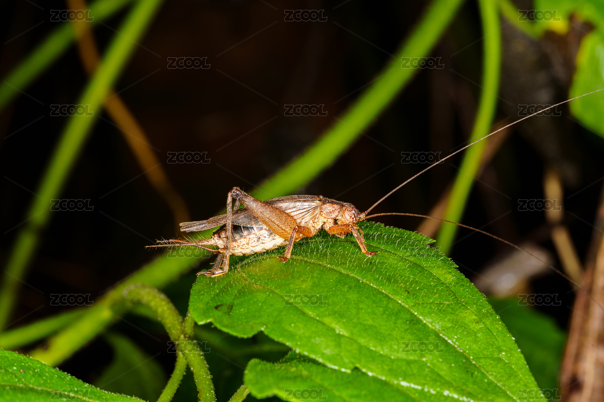 綠葉上的蟋蟀（主預覽-12154235） - 未分類 - 站酷設(shè)計師Fez4mwH73A原創(chuàng)素材 - 站酷ZCOOL