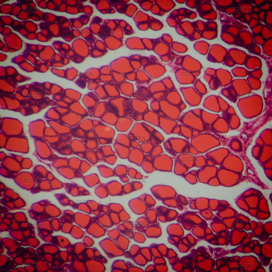 人體甲狀腺背景的科學(xué)醫(yī)療人體解剖學(xué)生理學(xué)微觀節(jié)（主預(yù)覽-6462341） - 未分類(lèi) - 站酷設(shè)計(jì)師pansfun原創(chuàng)素材 - 站酷ZCOOL