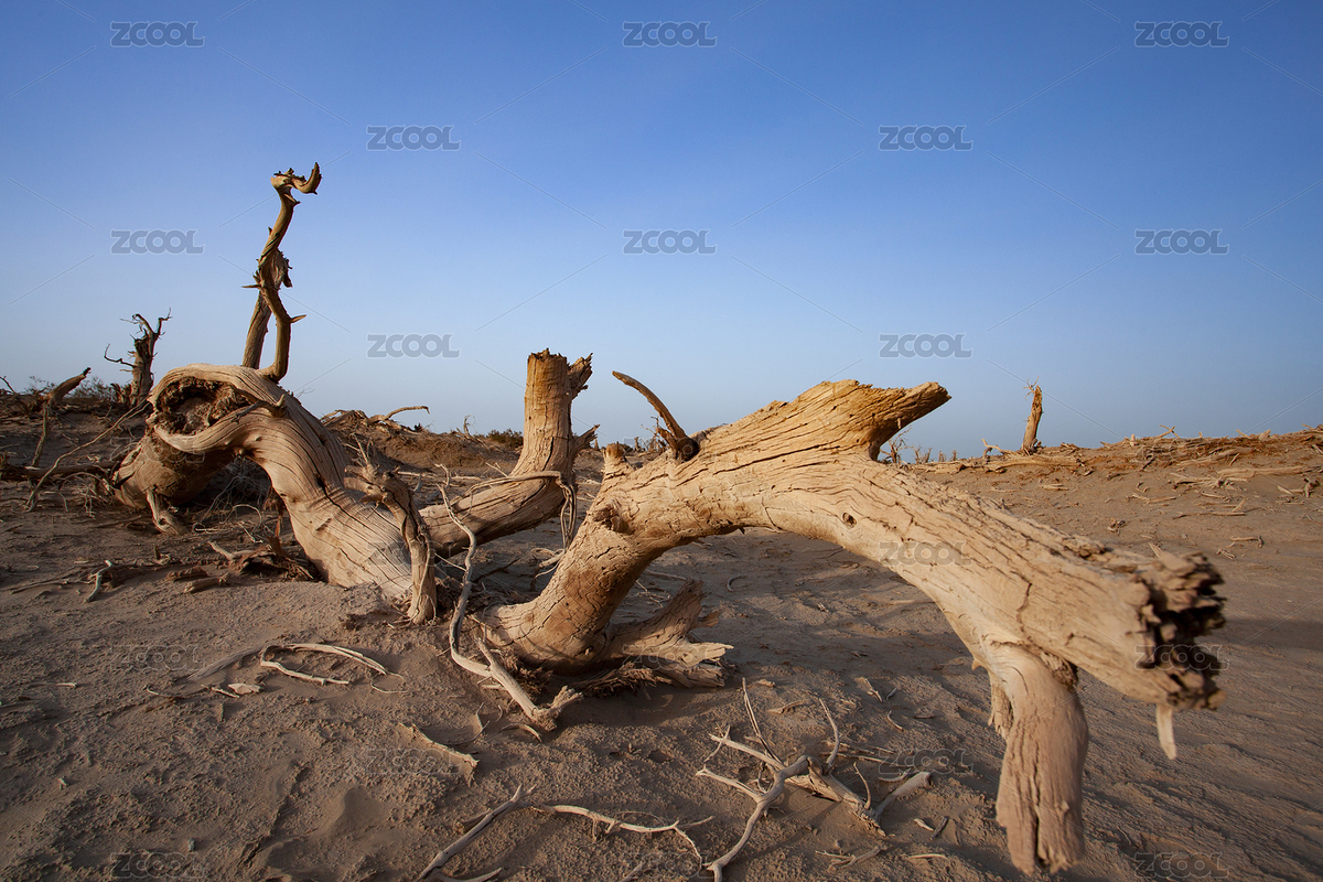 中國(guó)新疆塔里木盆地的枯死胡楊樹(shù)（主預(yù)覽-5403754） - 未分類(lèi) - 站酷設(shè)計(jì)師tamshui原創(chuàng)素材 - 站酷ZCOOL