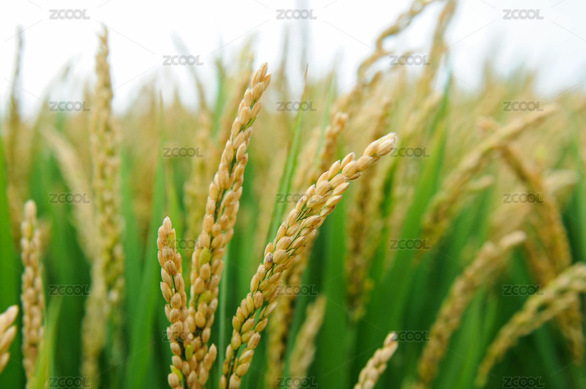 水稻近景攝影（主預覽-8653487） - 未分類 - 站酷設(shè)計師瑟琳娜Selina原創(chuàng)素材 - 站酷ZCOOL