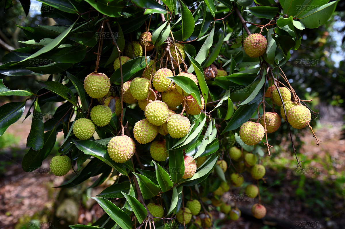 遲熟的雞嘴荔枝（主預覽-10226591） - 未分類 - 站酷設計師時光炫刀原創(chuàng)素材 - 站酷ZCOOL