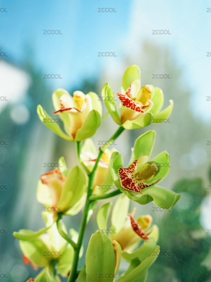 窗邊的大花蕙蘭特寫（主預(yù)覽-10217293） - 未分類 - 站酷設(shè)計師hmykxla原創(chuàng)素材 - 站酷ZCOOL