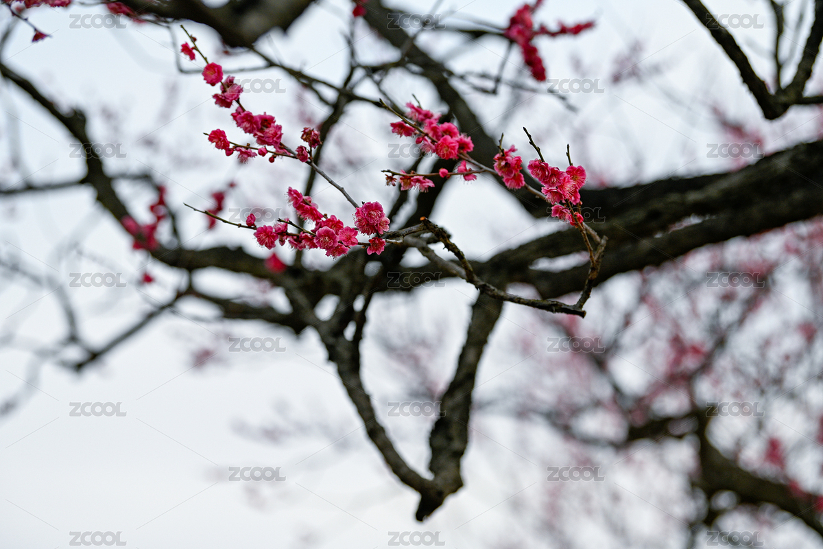 梅花山的梅花（主預(yù)覽-9036231） - 未分類 - 站酷設(shè)計師秋影1962原創(chuàng)素材 - 站酷ZCOOL