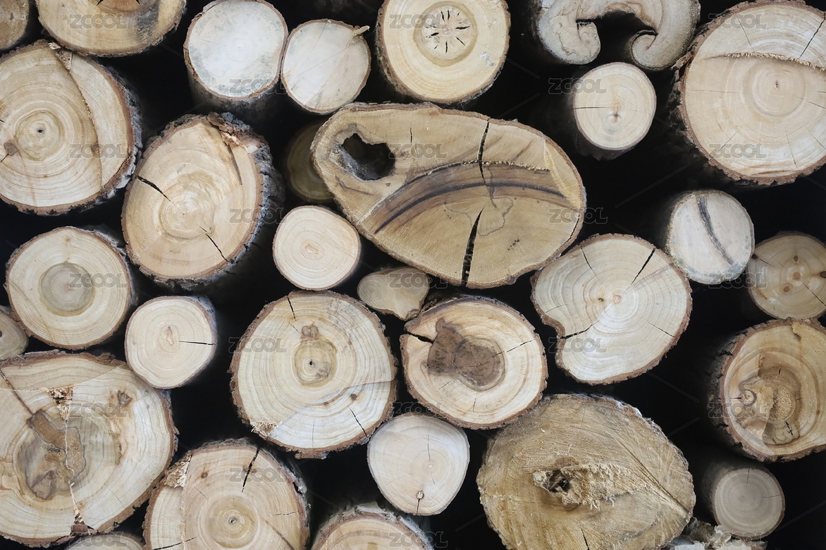 樹(shù)木的橫截面 許多樹(shù)木切面圖（主預(yù)覽-2181701） - 未分類(lèi) - 站酷設(shè)計(jì)師約瑟芬0629原創(chuàng)素材 - 站酷ZCOOL