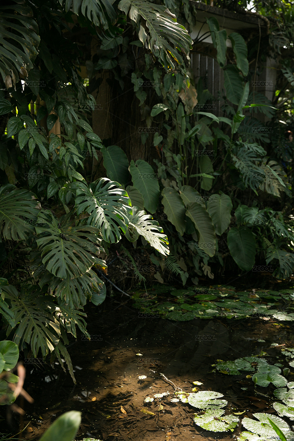 熱帶植物（主預(yù)覽-9342540） - 未分類 - 站酷設(shè)計師向日葵食雜鋪原創(chuàng)素材 - 站酷ZCOOL