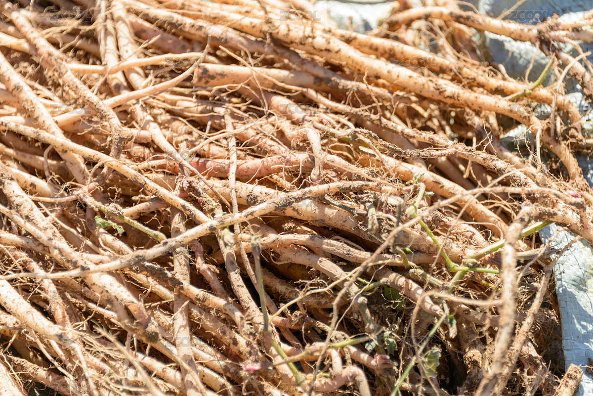 內(nèi)蒙古赤峰桔梗藥材種植基地（主預(yù)覽-12255987） - 未分類 - 站酷設(shè)計(jì)師GiannCheng原創(chuàng)素材 - 站酷ZCOOL