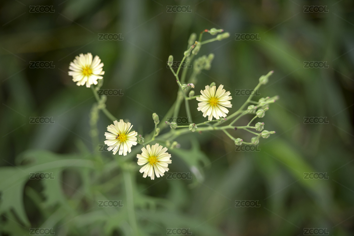 中藥材苦荬菜白花特寫（主預覽-7756678） - 未分類 - 站酷設計師金翅大鵬原創(chuàng)素材 - 站酷ZCOOL