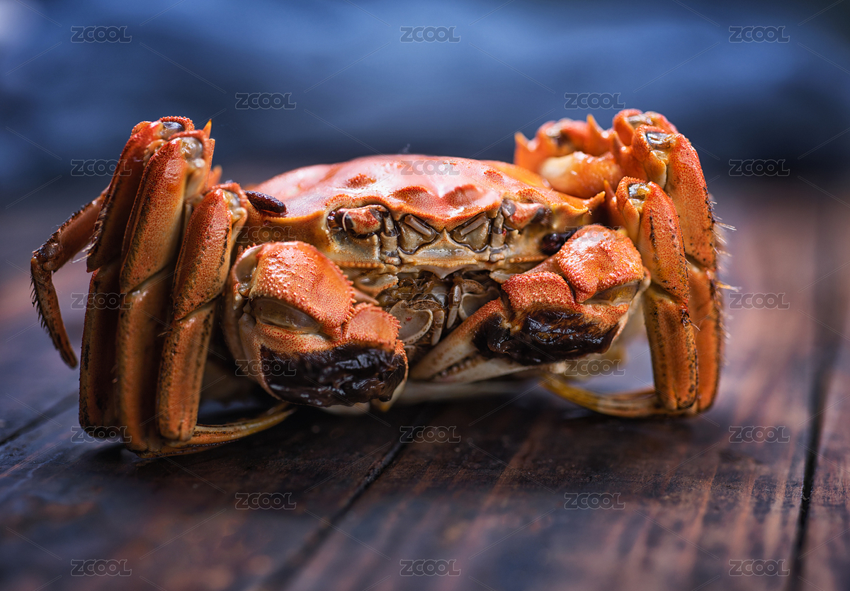 桌上在一只熟的大閘蟹（主預覽-8987160） - 未分類 - 站酷設計師zssp原創(chuàng)素材 - 站酷ZCOOL