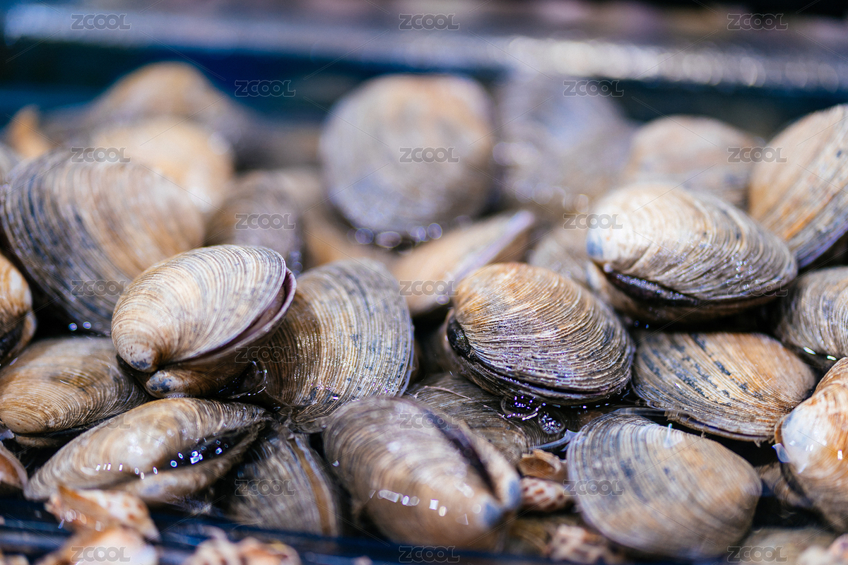 現(xiàn)場(chǎng)白貝海貝大賣(mài)場(chǎng)（主預(yù)覽-477157） - 未分類(lèi) - 站酷設(shè)計(jì)師威貓君原創(chuàng)素材 - 站酷ZCOOL