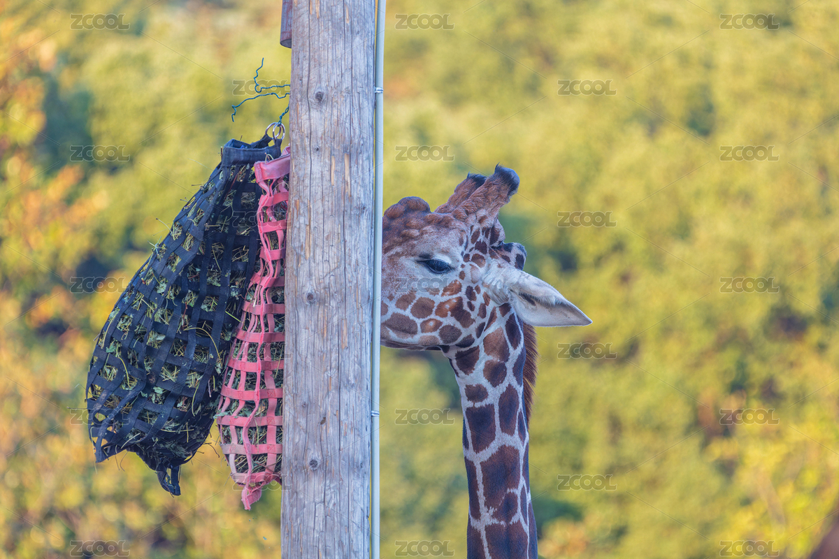 長頸鹿的特寫頭部（主預(yù)覽-12561262） - 未分類 - 站酷設(shè)計師核桃蘇本蘇原創(chuàng)素材 - 站酷ZCOOL