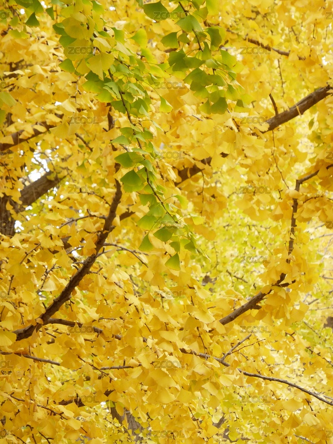 火烧云（主预览-12123081） - 未分类 - 站酷设计师SW青松原创素材 - 站酷ZCOOL