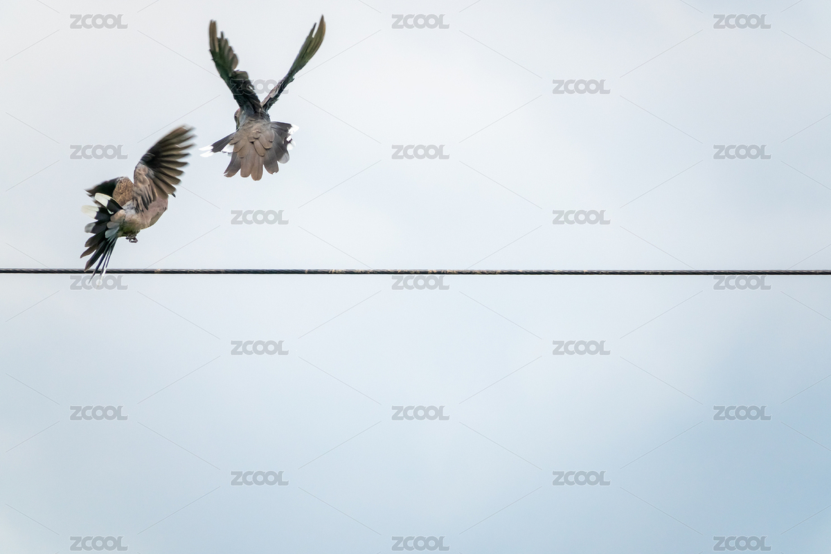 两只小鸟在电线上嬉戏（主预览-8519688） - 未分类 - 站酷设计师JZ0001原创素材 - 站酷ZCOOL