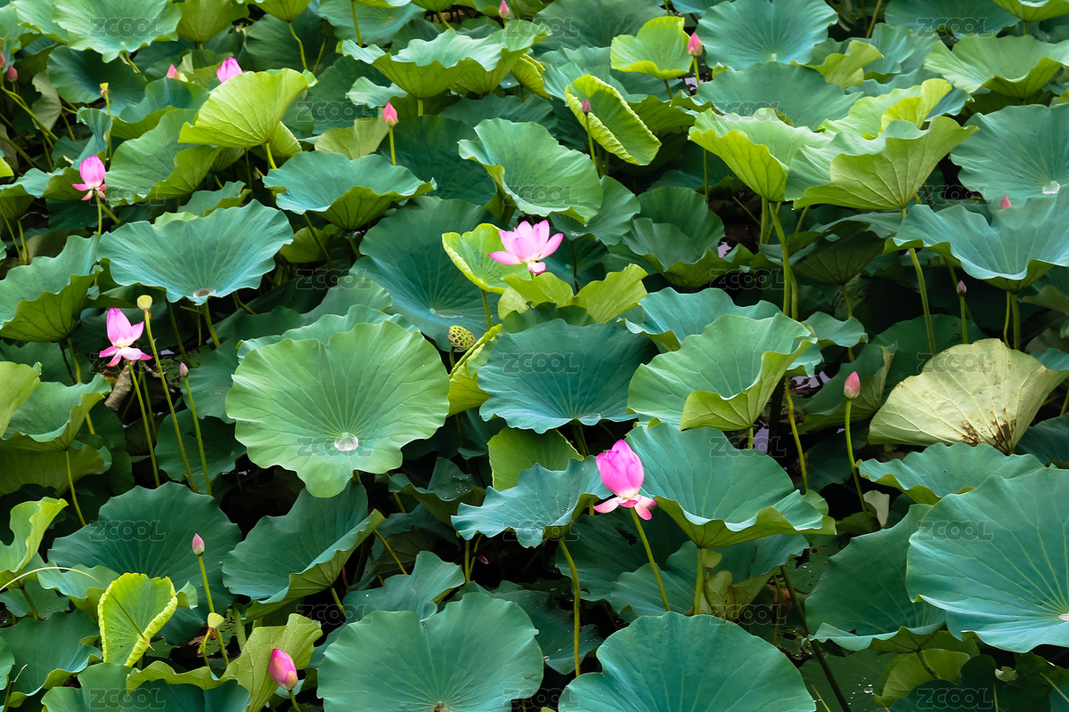 夏日雨后湖里盛開(kāi)的美麗紅蓮（主預(yù)覽-8988299） - 未分類(lèi) - 站酷設(shè)計(jì)師火吻焰原創(chuàng)素材 - 站酷ZCOOL