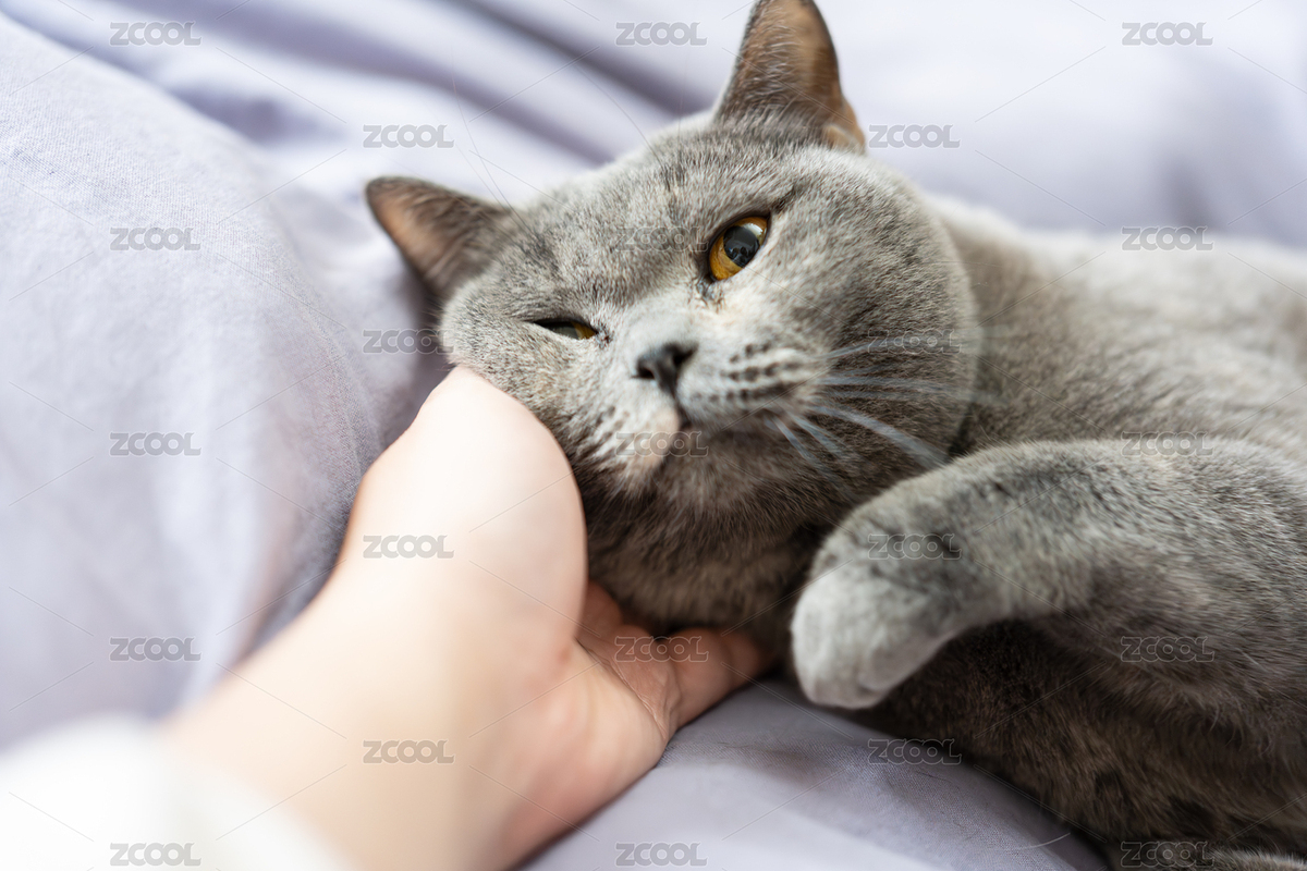 主人撫摸著可愛的肥胖英國短毛藍(lán)貓的腮幫（主預(yù)覽-9438378） - 未分類 - 站酷設(shè)計師周創(chuàng)鑫原創(chuàng)素材 - 站酷ZCOOL