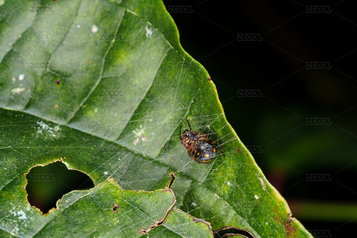 绿叶上的蜘蛛与蛛网（主预览-12547988） - 未分类 - 站酷设计师Fez4mwH73A原创素材 - 站酷ZCOOL