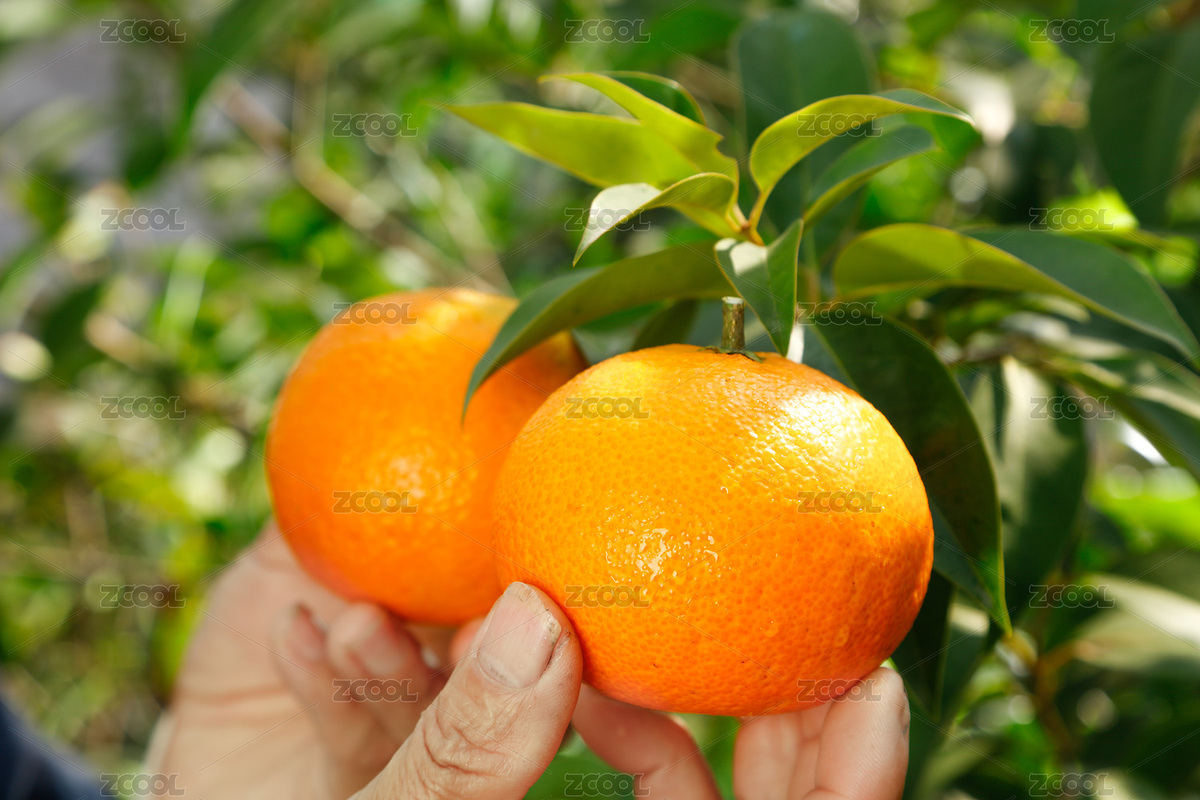 新鮮現(xiàn)摘的愛(ài)媛果凍橙（主預(yù)覽-3027806） - 未分類 - 站酷設(shè)計(jì)師PAOPAO攝影工作室原創(chuàng)素材 - 站酷ZCOOL