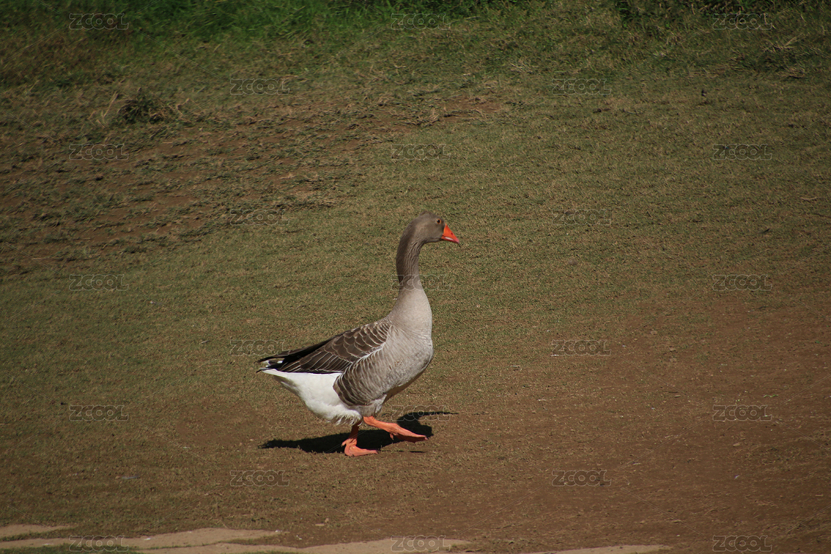 湿地生态园野生涉水动物一只狮头鹅（主预览-7653221） - 未分类 - 站酷设计师赞赞尼原创素材 - 站酷ZCOOL
