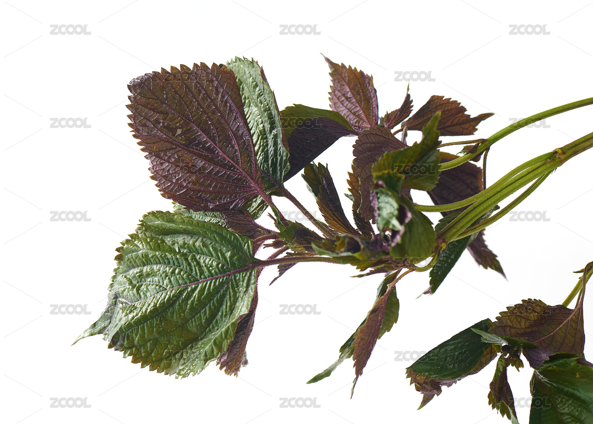 白色背景上的新鮮紫蘇葉（主預(yù)覽-9010786） - 未分類(lèi) - 站酷設(shè)計(jì)師密斯楊攝影原創(chuàng)素材 - 站酷ZCOOL