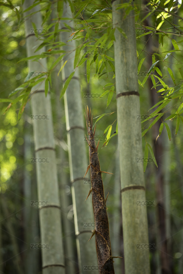 茂密的竹林（主预览-7777851） - 未分类 - 站酷设计师zhl430430原创素材 - 站酷ZCOOL