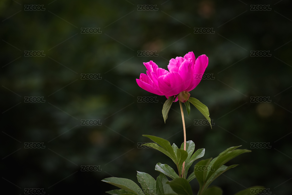 夏天公園里盛開(kāi)的芍藥花（主預(yù)覽-4026210） - 未分類(lèi) - 站酷設(shè)計(jì)師西部影匠原創(chuàng)素材 - 站酷ZCOOL