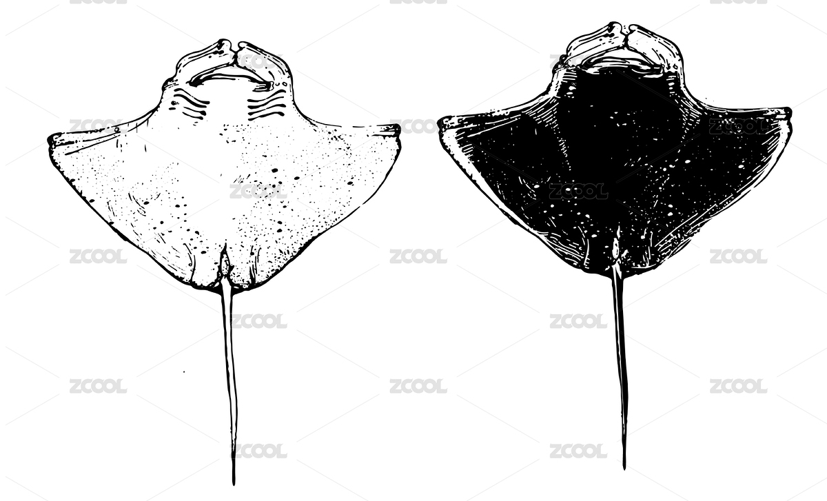 手繪蝠鲼（魔鬼魚(yú)、蝙蝠魚(yú)、毯魟、鰩魚(yú)）鋼筆畫(huà)（矢量圖）（主預(yù)覽-1035439） - 未分類(lèi) - 站酷設(shè)計(jì)師奶罐八千步原創(chuàng)素材 - 站酷ZCOOL