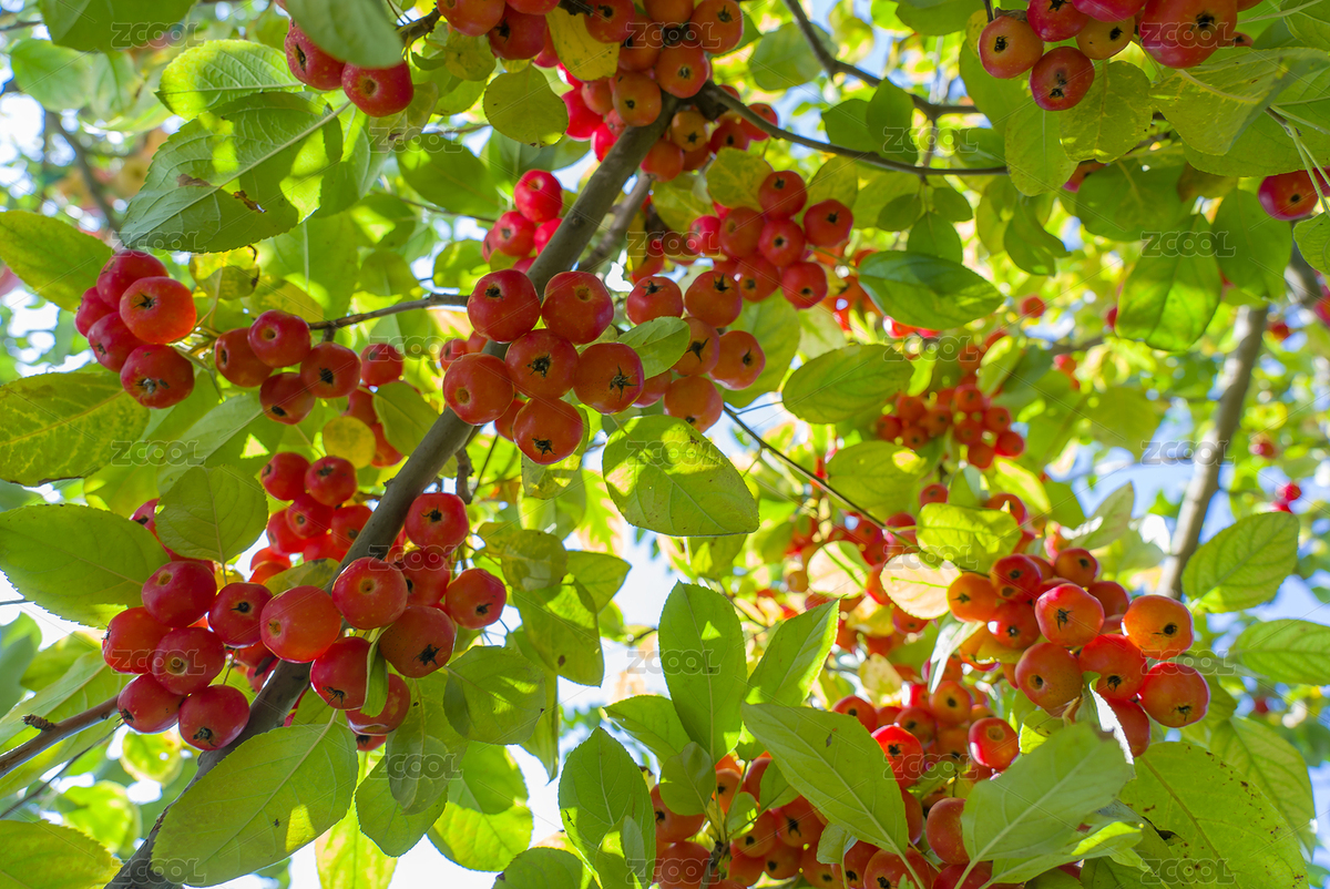 秋天果園里陽光照射下的紅色海棠果水果豐收（主預覽-9062693） - 未分類 - 站酷設計師哈哈80808原創(chuàng)素材 - 站酷ZCOOL
