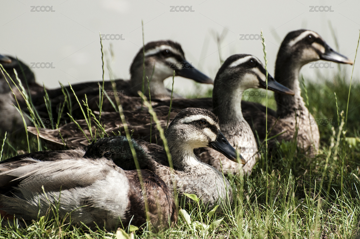 鸭子（主预览-7909472） - 未分类 - 站酷设计师煜江原创素材 - 站酷ZCOOL