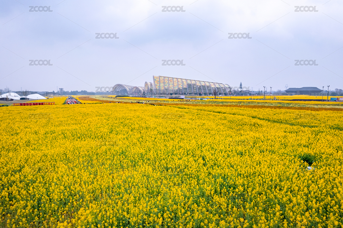 成都天府農(nóng)業(yè)博覽園油菜花（主預(yù)覽-3464452） - 未分類 - 站酷設(shè)計(jì)師lnc99原創(chuàng)素材 - 站酷ZCOOL