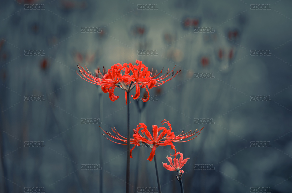 彼岸花（主預(yù)覽-1725911） - 未分類 - 站酷設(shè)計(jì)師shuier1978原創(chuàng)素材 - 站酷ZCOOL